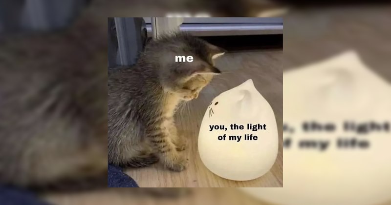 Heartwarmingly Wholesome Memes and Posts