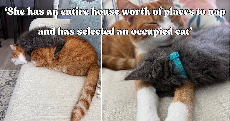 22 pictures of cats and text | thumbnail includes two pictures of cats and one picture of text including '‘She has an entire house worth of places to nap and has selected an occupied cat’' 