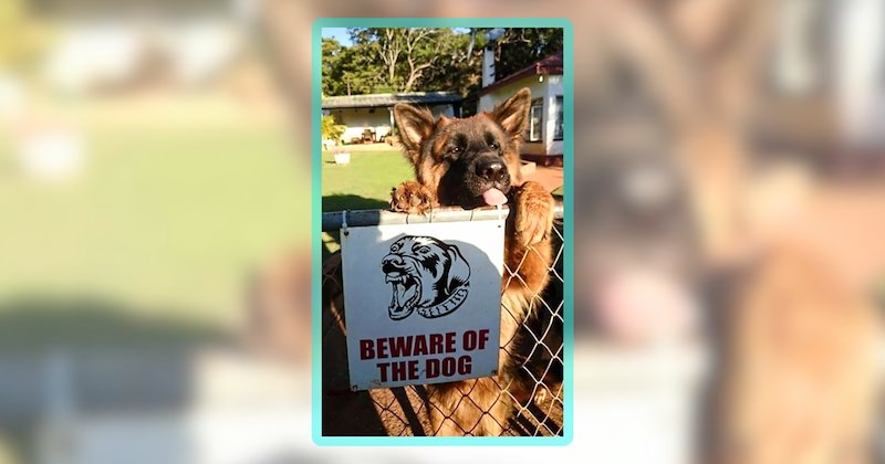 24 dog memes | thumbnail includes 1 meme including 'BEWARE OF THE DOG'