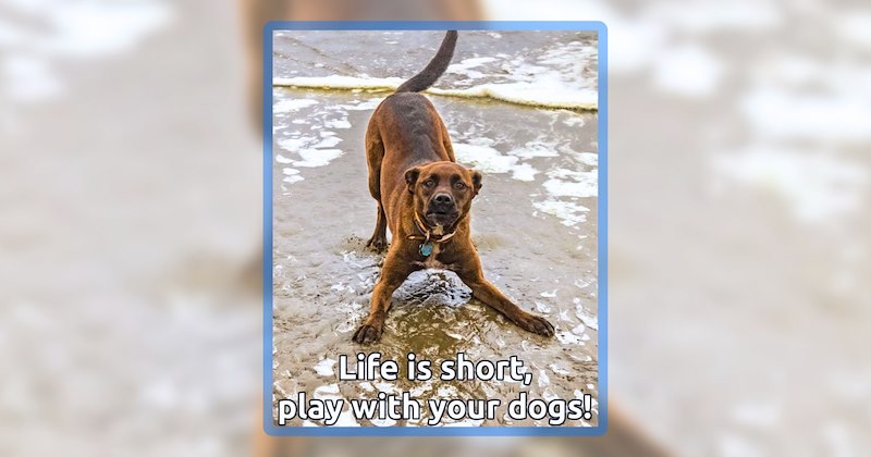 42 dog memes | thumbnail includes 1 meme including 'Life is short, play with your dogs!'