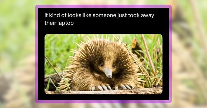 28 animal memes | thumbanil includes 1 meme including 'it kind of looks like someone just took away their laptop'