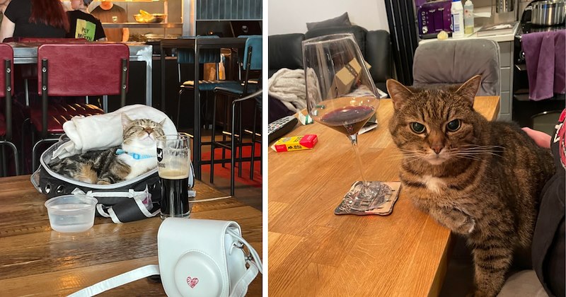 27 cat pictures | thumbnail includes two pictures of cats