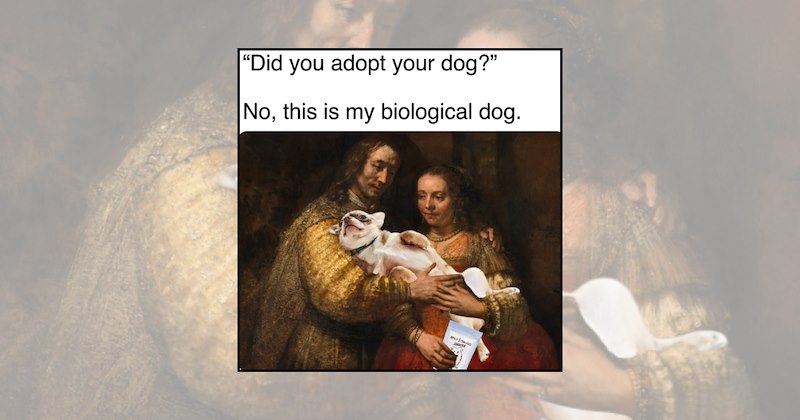 funny dog memes Doggos pets good boys funny dogs weekend relatable dog memes dog lovers - 47202565