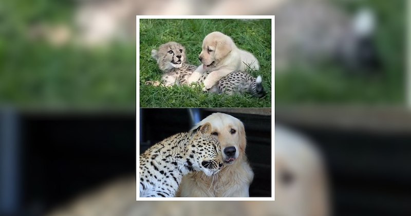 nature wholesome feel good animal funny memes lovely animals friends unlikely cute animals cute unexpected relationships lovely awww comedy friend group wholesome animal memes dynamic duos Animals - 47203589