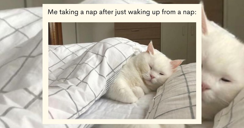 Pillow sleep memes wake up bed nap lie down tired sleepy memes Memes sleep sleeping sleepy Lifestyle - 47204357