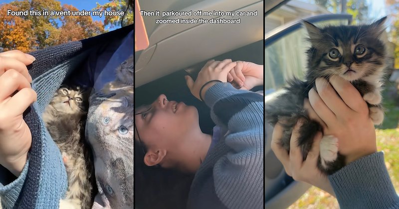 humor viral videos pet parents pets cat people kitten cat rescue Cats funny animals tiktok Cats - 47204869