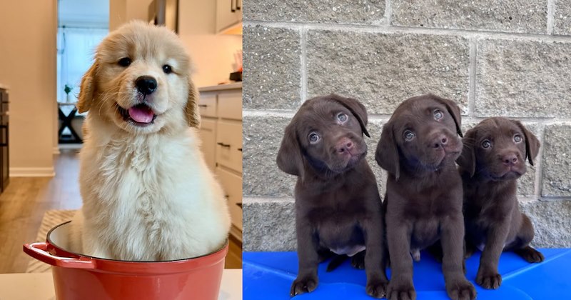 dogs cute dogs doggy funny dog memes cute doggos doggo funny dogs funny Doggos puppies dog photos warm - 47207685