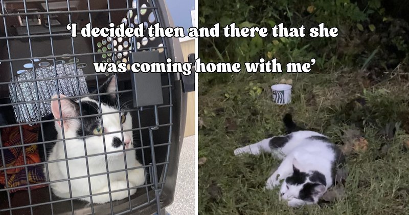 37 pictures of cats and text | thumbnail includes two pictures of cats and one picture of text including '‘I decided then and there that she was coming home with me’' 