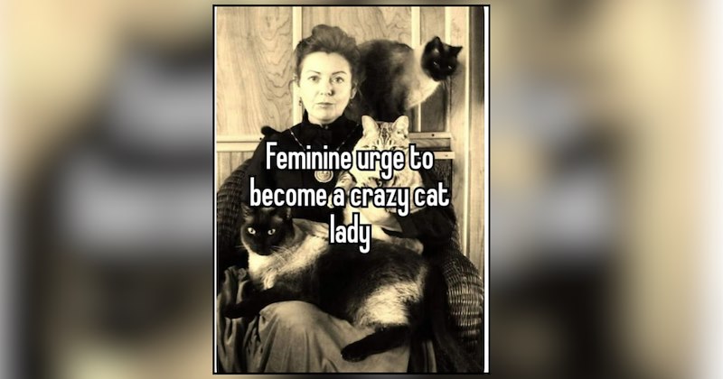 26 cat memes | thumbnail includes one meme and one picture of text including 'Feminine urge to become a crazy cat lady' 