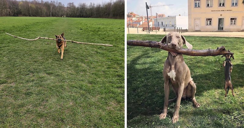 26 pictures of dogs | thumbnail includes two pictures of dogs