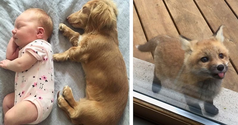 20 pictures of cute baby animals | Thumbnail includes one picture of a baby and puppy sleeping and one picture of a fox cub