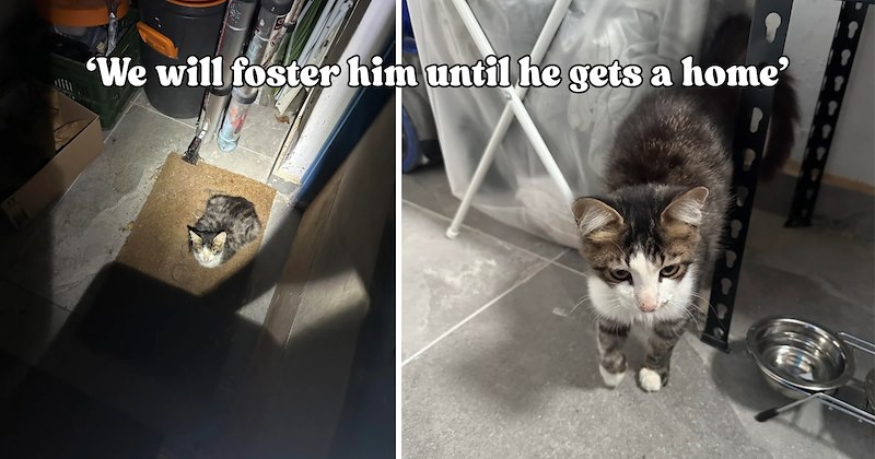22 pictures of cats and text | thumbnail includes two pictures of a cat and one picture of text including '‘We will foster him until he gets a home’' 