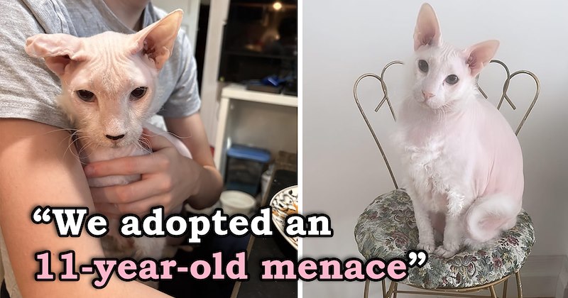 story about a giant sphynx cat getting adopted again after his owners couldn't care for him anymore | thumbnail includes two pictures of a giant sphynx cat 'We adopted an 11-year-old menace'