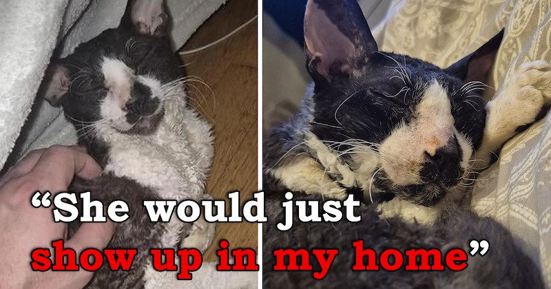 story about a cat breaking into neighbor's house over and over until finally winning him over | thumbnail includes two pictures of a unique female devon rex cat 'She would just show up in my home'
