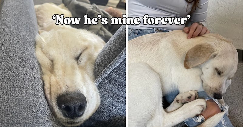 pictures of dogs and text | thumbnail includes two pictures of a dog and one picture of text including '' 