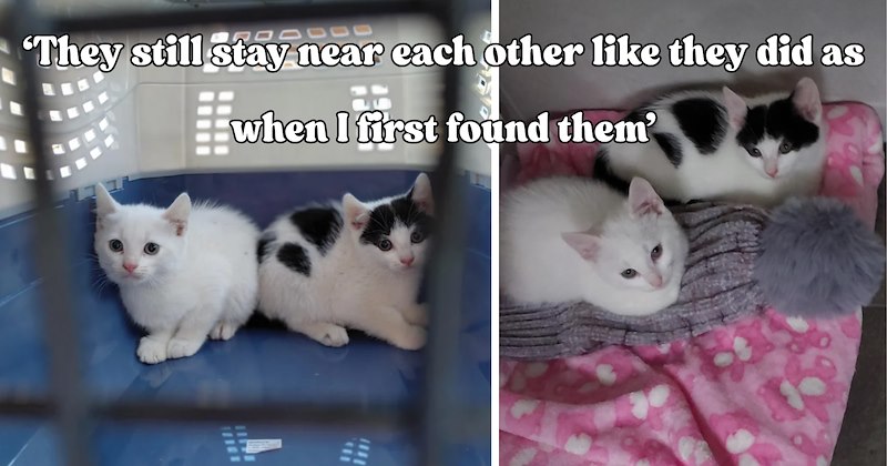 24 pictures of cats and text | thumbnail includes two pictures of cats and one picture of text including '‘They still stay near each other like they did as when I first found them’' 