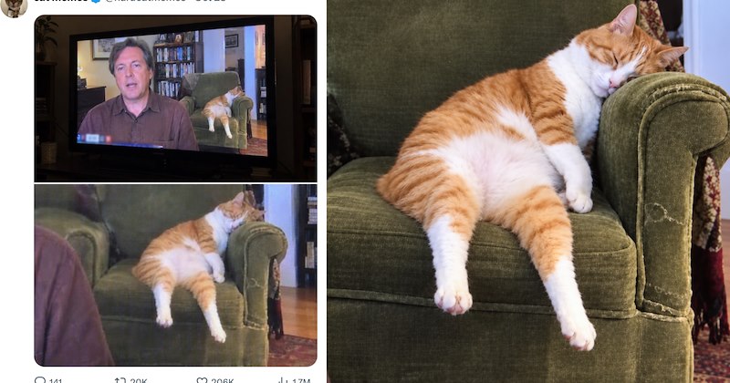 20 cat tweets | Thumbnail includes one tweet including 'cat memes @hardcatmemes · Oct 25 141 17 20K 206K 1.7M'