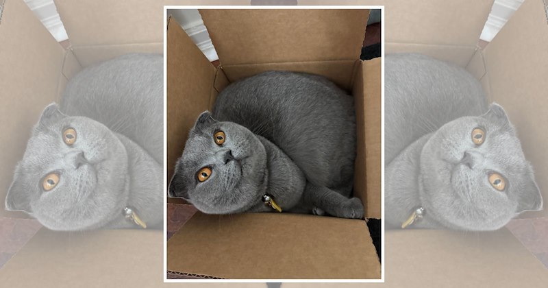 Funny cats squeezing into cardboard boxed, stetching into silly positions and showing off their adorable pet pilates poses.