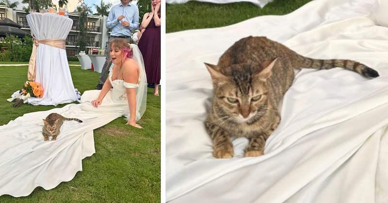 Story of stray cat crashing wedding | Thumbnail includes one picture of a bride and a stray cat, and one picture of a grumpy stray cat 
