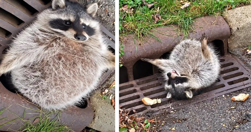 Story of fat raccoon getting stuck in sewer gate | Thumbnail includes two pictures of a chubby raccoon stuck in a sewer gate
