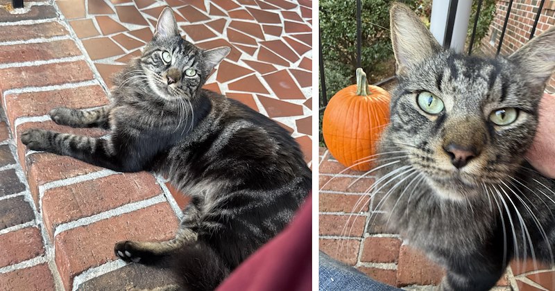 Story of cat adoption after new homeowners purchase house | Thumbnail includes two pictures of a black and silver tomcat