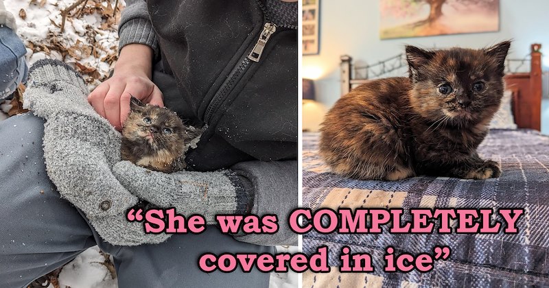 story about a family finding a frozen kitten in the woods then saving her and adopting her | thumbnail includes two pictures including a person surrounded by snow holding a kitten with ice on its face and a picture of a tiny adorable kitten 'She was COMPLETELY covered in ice'