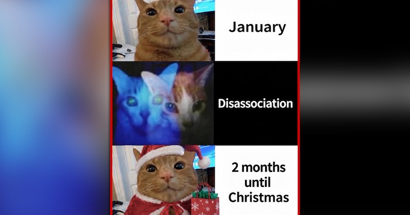 funny and wholesome cat memes | thumbnail includes one meme of an orange cat wearing Christmas themed clothes 'January Disassociation 2 months until Christmas'