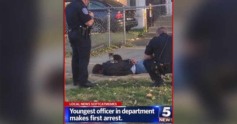 funny and wholesome cat memes | thumbnail includes one meme of a kitten sitting on a suspect caught by police officers 'LOCAL NEWS SOFTCATMEMES Youngest officer in department 5 makes first arrest. NEWS'
