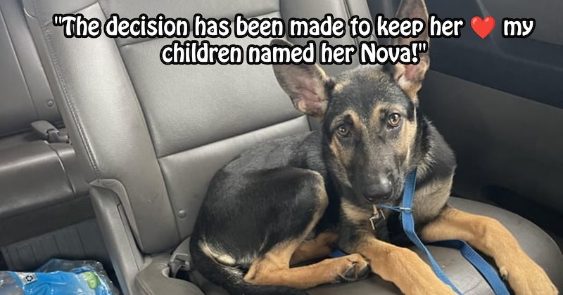 Puppy abandoned twice by animal hoarder finally given loving furever family with brother | thumbnail includes one image which shows a german shepherd puppy lying on car seat ‘“The decisions has been made to keep her my children named her nova!”’