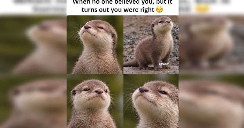 cute animals otters Memes fun facts Funny Animals - 47222021