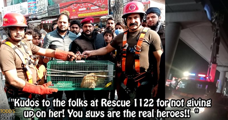 Metro bridge cat saved after several shelters band together to perform life threatening rescue | thumbnail includes two images one image shows rescuers posing in front of crowd with cat in cage, the other image shows cherry picker extended under bridge ‘“Kudos to the folks at Rescue 1122 for not giving up on her! You guys are the real heroes!!”’