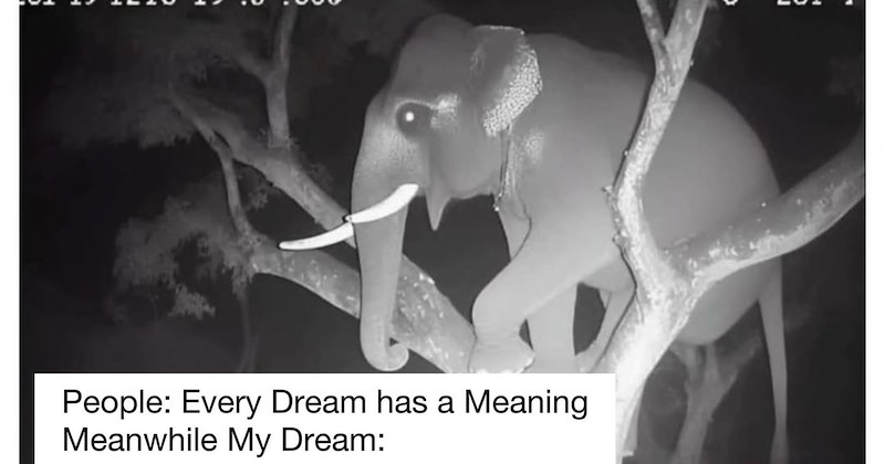 23 Funny Animal Memes to Help you Hide from Horrors of Reality | thumbnail includes one image which shows an elephant in a tree ‘People: Every Dream has a Meaning’ ‘Meanwhile My Dream:’
