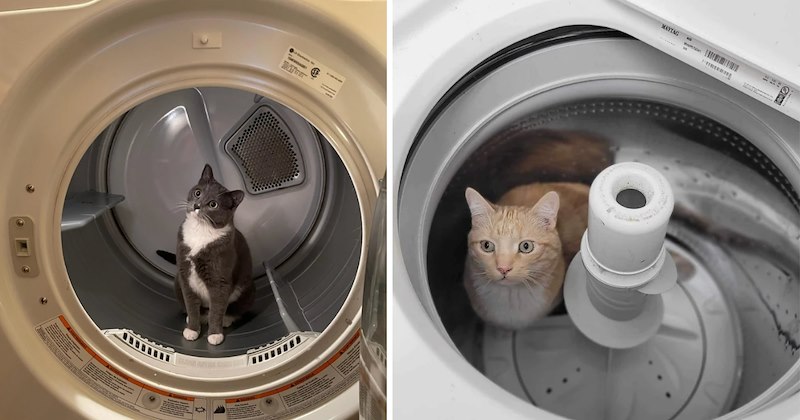 27 cat pictures | thumbnail includes two pictures of cats