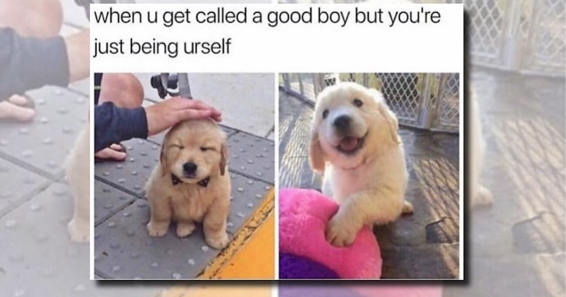 A collection of cheeful puppy memes featuring adorable dogs and wholesome moments to make a dog lover smile.