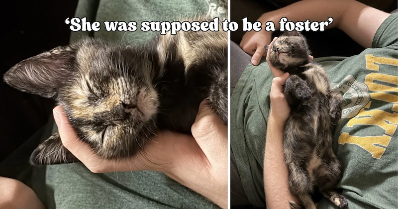 29 pictures of cats and text | thumbnail includes two pictures of cats and one picture of text including '‘She was supposed to be a foster’' 