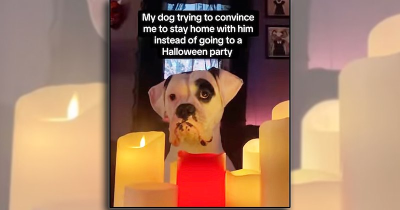 humor wholesome dogs pet parents fur family pets halloween cat people puppies kitten doggo comedy Cats funny animals Funny Animals dia de las mascotas - 47230981