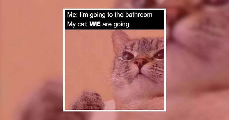 dogs adorable feel good pets animal funny memes puppy funny dogs funny cats comedy pawrents animal memes Cats wholesome animal memes animals soft animal furry friends Animals - 47234053