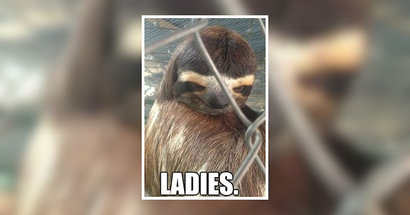 adorable feel good animal funny memes fall season comedy animal funny pictures animal memes farm animals wholesome animal memes animals soft animal Animals - 47234565