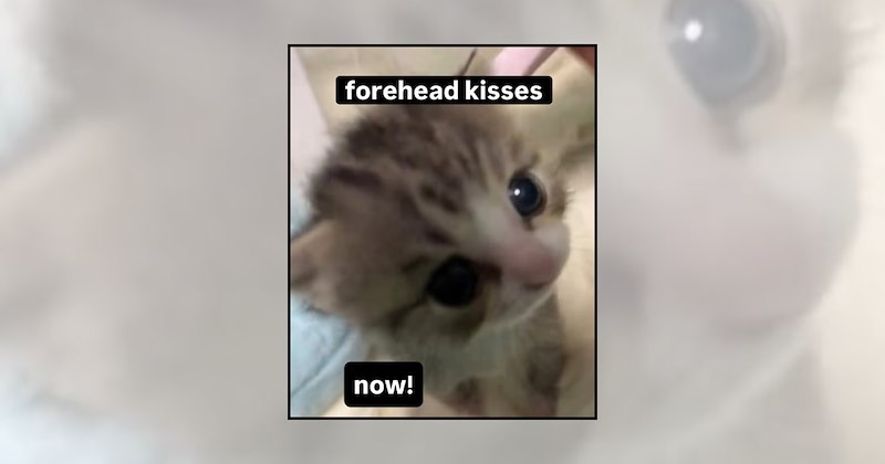 funny kittens tiny cats adorable kittens soft kitten memes wholesome cat memes cute kittens wholesome kittens kitten memes cat memes baby cats cat lovers Cats - 47235077