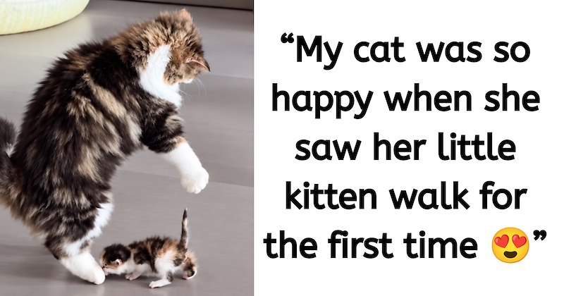 Video and comments from a video of an excited mama cat and her kitten | Thumbnail includes two pictures of an excited mama cat and her kitten