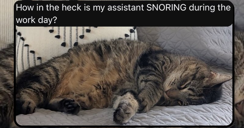 cat pictures cat tweets Cats Cats threads - 47238149