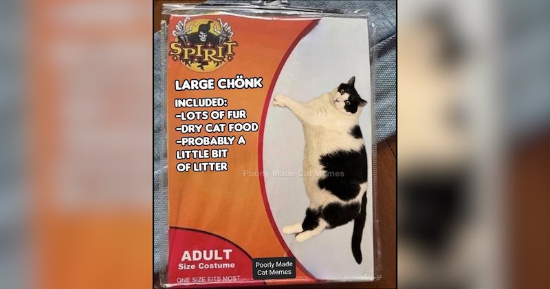 29 cat memes | thumbnail includes one meme and one picture of text including '' 