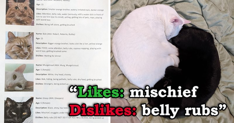 story about a person going on vacation leaving an explanation pamphlet about their cats to their cat sitter | thumbnail includes one image of a black and white cat cuddling and a kitty cheat sheet full of instructions 'Likes: mischief Dislikes: belly rubs'