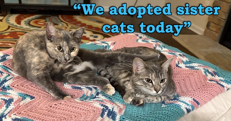 story about a couple who lost their cat of 21 years adopting a bonded pair of sister cats | thumbnail includes one picture of two similar cats lying on a bed together 'We adopted sister cats today'