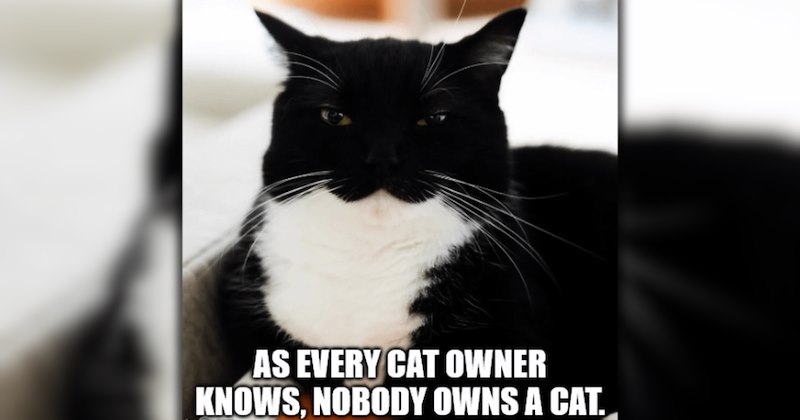 wholesome hilarious funny memes purrfect Memes cute cats funny cats feline hissterical funny felines Cats funny animals pawdorable cat memes Cats - 47241733