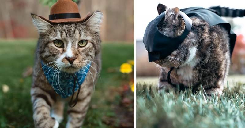 29 cat pictures | thumbnail includes two pictures of a cat