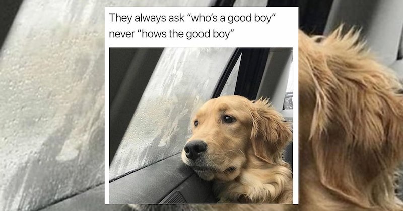 dogs cute dogs doggy dog memes funny dog memes cute Memes doggos doggo funny dogs funny Doggos - 47246085