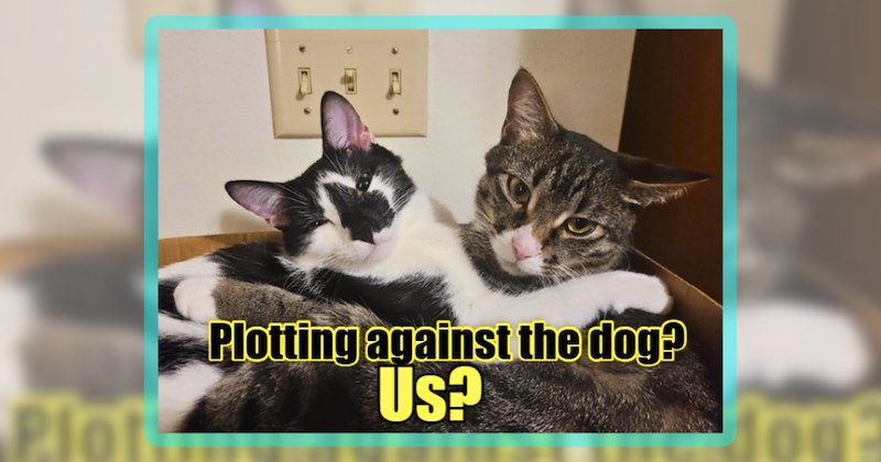 76 cat memes | thumbnail includes one meme including 'Plotting against the dog? Us?'