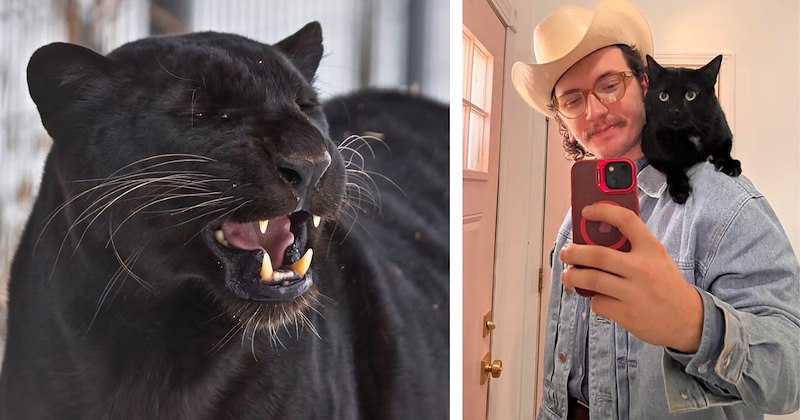 10 real rescue stories of black cats | Thumbnail includes one picture of a black panther and one picture of a black cat on a cowboy's shoulders