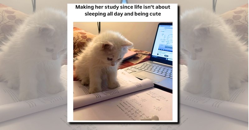smol kittens wholesome cats adorable kittens cute kitties Cats - 47248645